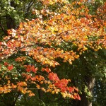 10-fall-leaves-10-22-17