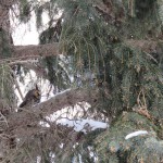 1-gho-in-pine-tree-on-edgemere-12-29-17