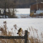 1-se-owl-in-avon-1-14-17