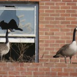 10-geese-at-bs-1-27-17