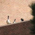 11-geese-at-bs-1-27-17