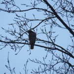 12-hawk-in-tree-at-bs-1-27-17