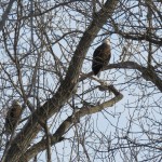 5-two-bald-eagles-in-trees-on-ibay-1-20-18