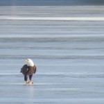 7-be-on-ibay-ice-with-fish-1-27-17