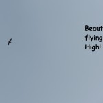 22-beauty-flying-high-3-11-181