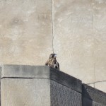 1-fledge-watch-mike-6-10-18