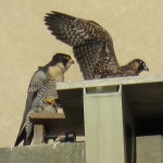 10-fledge-watch-beauty-and-eyas-6-14-18
