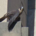 10-fledge-watch-mike-6-15-18
