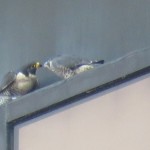 11-fledge-watch-beauty-mike-6-21-18