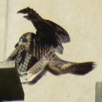 11-fledge-watch-mike-6-14-18