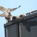 12-fledge-watch-beauty-letchworth-sundara-6-21-18