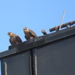 13-fledge-watch-letchworth-sundara-6-21-18