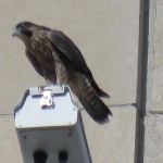 14-fledge-watch-mike-on-main-cam-6-16-18