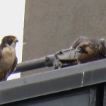 15-fledge-watch-beauty-mike-6-21-18