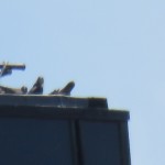 18-fledge-watch-all-3-6-21-18