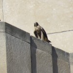 20-fledge-watch-all-3-on-the-wall-6-16-18
