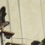 3-fledge-watch-mike-6-16-18