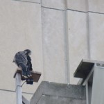 3-fledge-watch-mike-cam-4-6-13-18