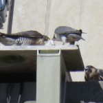 7-fledge-watch-bdc-with-food-6-12-18