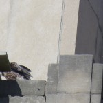 8-fledge-watch-bdc-with-food-6-12-18
