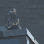 8-fledge-watch-letchworth-6-21-18