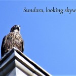 29-sundara-on-powers-7-29-18-2