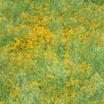 3-rge-field-of-yellow-flowers-6-30-18