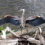 1-gbh-on-river-8-19-18-2