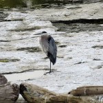 5-great-blue-heron-8-5-18-21