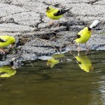 7-gold-finches-8-19-18-2