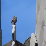 2-lakota-on-top-of-ts-fledge-6-21-19