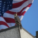 3-phoenix-and-flag-6-22-19