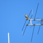 10-falcon-on-res-lab-antenna-10-13-19