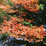 11-fall-leaves-10-13-19