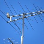 9-falcon-on-res-lab-antenna-10-13-19