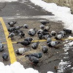 1-pigeons-in-the-hole-2-16-20-2