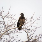 10-juvie-bald-eagle-2-16-20-2