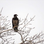 9-juvie-bald-eagle-2-16-20-3