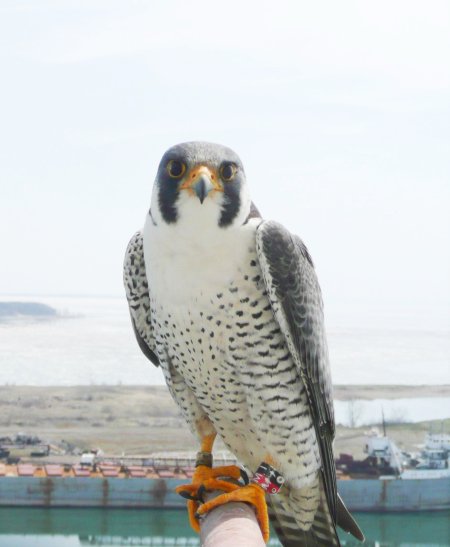 Freedom on his perch