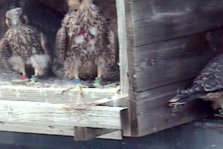 Zephyr beside the nest box