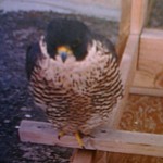Archer Perched At Times Square Nest Box