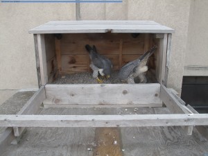 A & B bowing in TS nest box