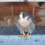 Beauty - Peregrine Falcon Nest on the Times Square Bldg Downtown Rochester