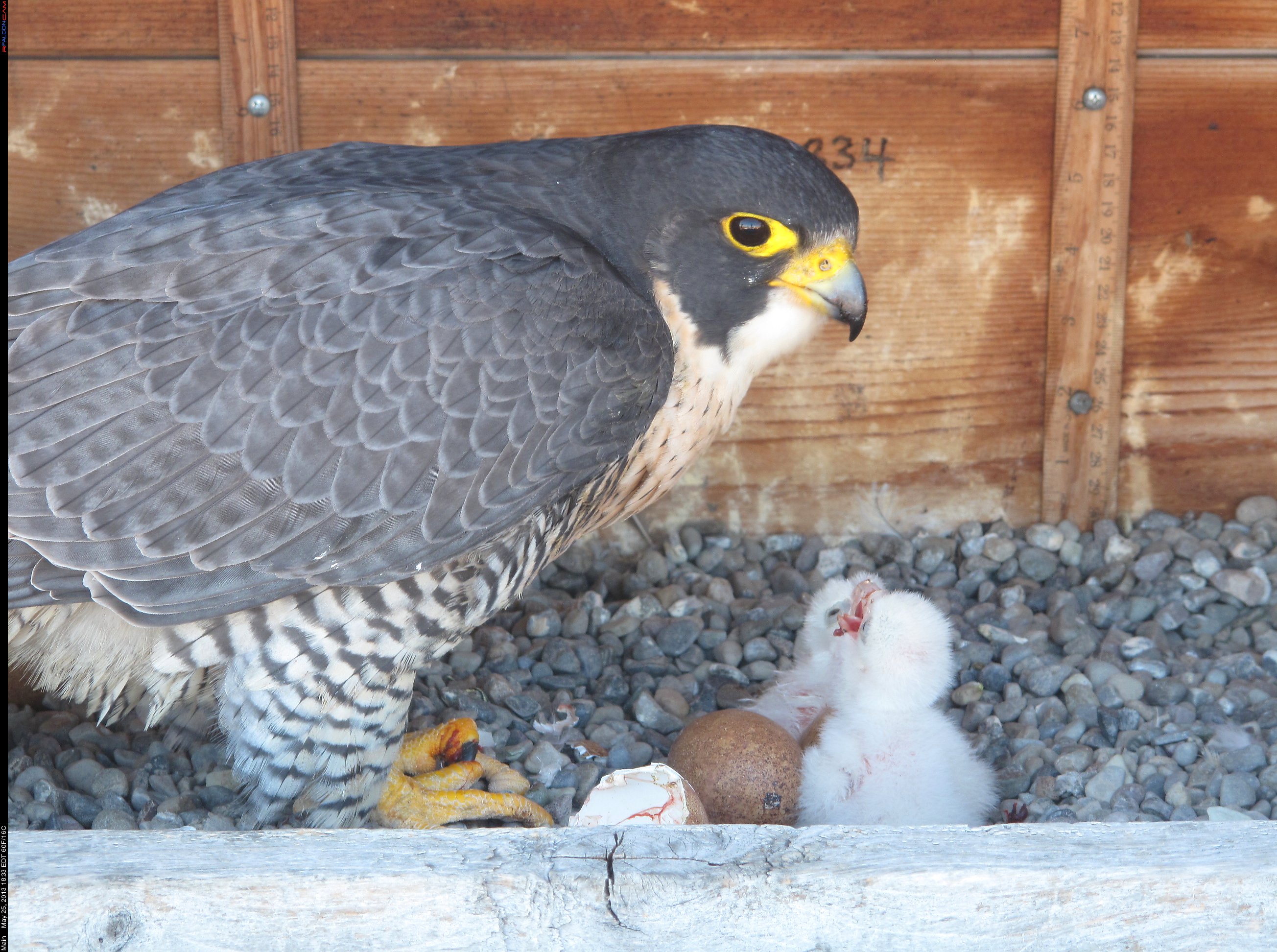 Beauty and Dot.ca’s 2nd Eyas Hatched at 4:04 pm! 5/25/13 « Imprints