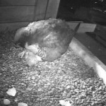Beauty & Dot.ca's 3rd Eyas Hatched at 9:50 pm on 5/26/13
