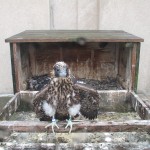 Rosetta Before Fledging at the  Nest Box Rochester NY