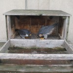 Beauty and Dot.ca Bonding in the Nest Box