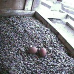 Two Eggs in the Nest Box