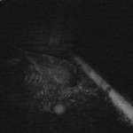5-1-16 Arrival of 1st Eyas Camera3_20160501-213800