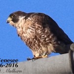 2016 Genesee #3 6-16 by Dana